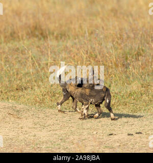 Zwei wilden Hund Welpen spielen und Kämpfen außerhalb ihrer Höhle, quadratischen Format,, Ol Pejeta Conservancy, Laikipia, Kenia, Afrika Stockfoto