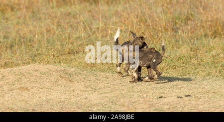 Zwei wilden Hund Welpen spielen und Kämpfen außerhalb ihrer Höhle, weite Landschaft, Format, Ol Pejeta Conservancy, Laikipia, Kenia, Afrika Stockfoto