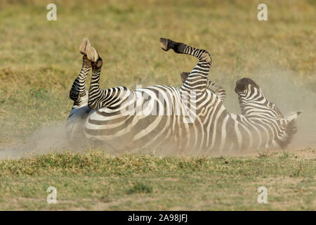 Eine einzelne Ebenen zebra im offenen Grasland Rollen in den Staub, schließen Seitenansicht, Querformat, Laikipia, Ol Pejeta Conservancy, Kenia, Afrika Stockfoto