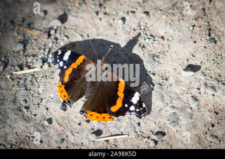 Red Admiral Schmetterling auf dem Boden Stockfoto