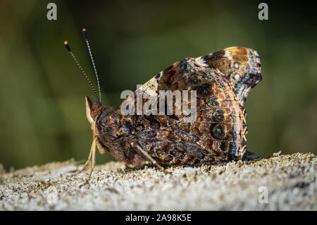 Red Admiral Schmetterling von der Seite gesehen Stockfoto