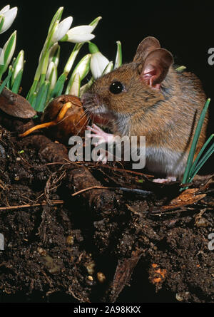 HOLZMAUS oder LANGSCHWÄNZIGE FELDMAUS Apodemus sylvaticus unter Schneeglöckchen, die eine Eichel auskeimen Quercus rober isst. Stockfoto