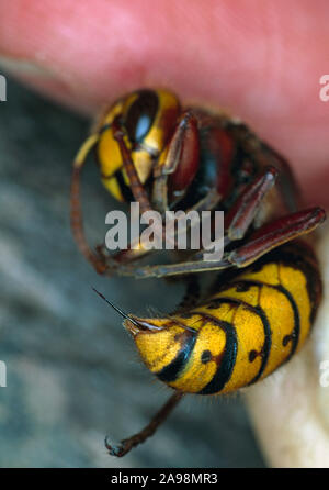 HORNET (Vespa crabro), gehalten zwischen zwei Fingern zu zeigen Bauch & Stechen Mechanismus oviposator hervorstehenden aus der schwarzen und gelben Bauchschwanzspitze. Stockfoto