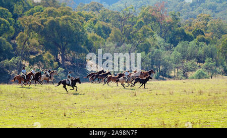 CORRYONG, Victoria, Australien - 5. April 2019: Die Man From Snowy River Bush Festival Re-enactment, Reiter auf dem Pferd chase wilde Pferde am 5. Apri Stockfoto