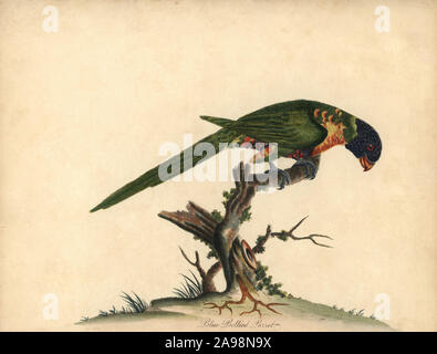 Rainbow lorikeet, trichoglossus Moluccanus. Blue-bellied Parrot. Papierkörbe Kupferstich einer Illustration von William Hayes von Porträts der seltene und seltsame Vögel aus dem Menagery der Osterly Park, London, Bulmer, 1794. Stockfoto