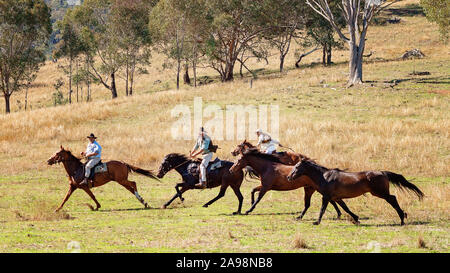 CORRYONG, Victoria, Australien - 5. April 2019: Die Man From Snowy River Bush Festival Re-enactment, Reiter auf dem Pferd chase wilde Pferde am 5. Apri Stockfoto