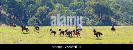 CORRYONG, Victoria, Australien - 5. April 2019: Die Man From Snowy River Bush Festival Re-enactment, Reiter auf dem Pferd chase wilde Pferde am 5. Apri Stockfoto