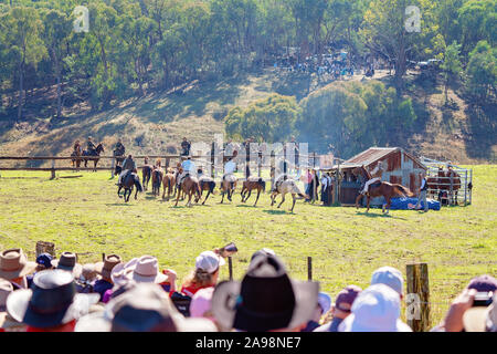 CORRYONG, Victoria, Australien - 5. April 2019: Die Man From Snowy River Bush Festival Re-enactment, Reiter auf dem Pferd chase wilde Pferde am 5. Apri Stockfoto