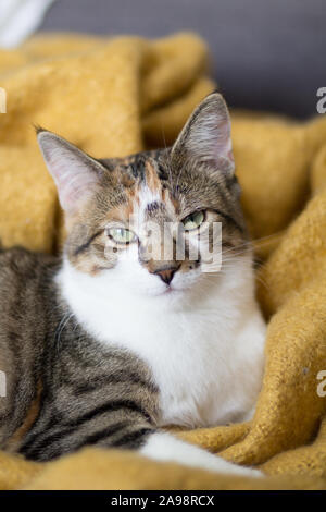 Calico Cat entspannt, Festlegung auf der Couch und starrte direkt in die Kamera, die Augen ab zu schliessen. Stockfoto