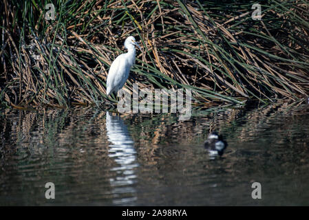 Schönen Snowy White Egret Sitzstangen regungslos beim Warten auf die perfekte Gelegenheit, eine Weitergabe, um Fische zu fangen. Stockfoto