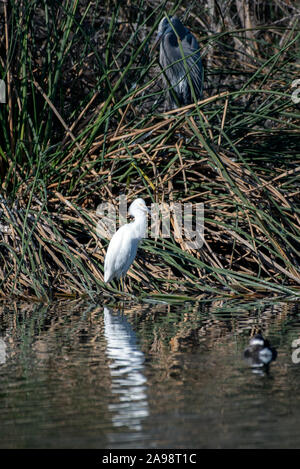 Schönen Snowy White Egret Sitzstangen regungslos, während große B; lue Heron das Gleiche in der gleichen Vegetation. Stockfoto