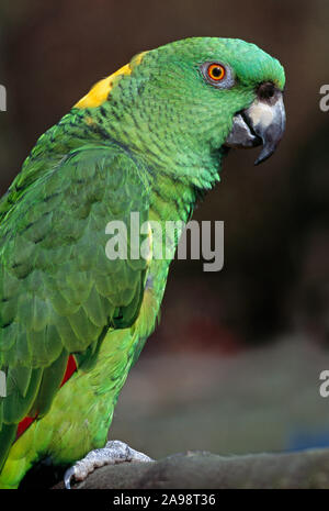 GELBNACKTER AMAZONASPAPAGEI (Amazona ochrocephala auropalliata). Hochformat. Stockfoto