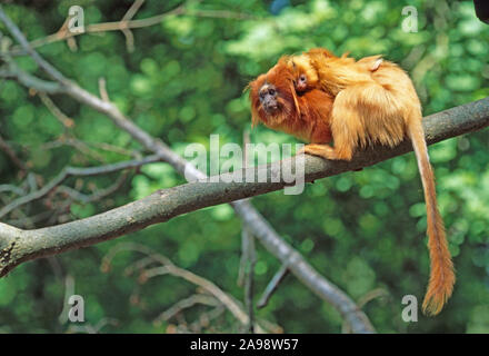 GOLDENER LÖWE TAMARIN mit jungen auf dem Rücken. Leontopithecus rosalia Zuchttier, das auf einem Ast sitzt. . Gefährdete Arten Stockfoto