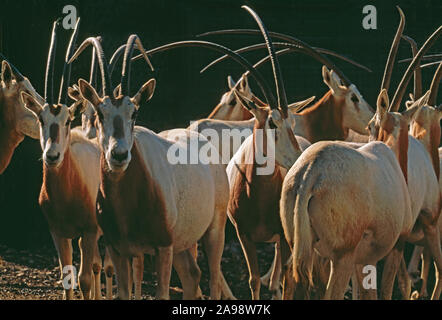 SCIMITAR-HORNED oder SAHARA ORYX Oryx dammah Gruppe gefangen Zuchttiere. Marwell Zoo, Hampshire, England Stockfoto