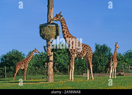 GIRAFFENFÜTTERUNG von erhöhten Heuschuppentiere Giraffa camelopardalis Gefangene Tiere. Natürliches Verhalten. Umweltanreicherung. Marwell Zoo, Hampshire, Großbritannien Stockfoto