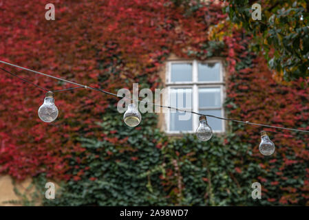 Altes Haus Wand mit Fenster durch rote Efeu bedeckt und die Glühlampen vor Stockfoto