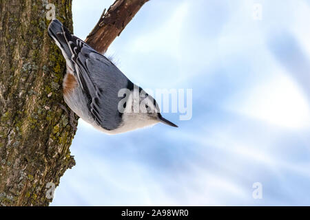 Extreme Nahaufnahme von niedlichen kleinen Kleiber vogel Überschrift auf Baumstamm Stockfoto