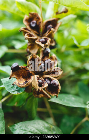 Paeonia suffruticosa Samen in Sternen. Pfingstrose baum Samen auf die grünen Blätter Hintergrund. Paeonia, semi-Strauch Symbol in der chinesischen Kultur. Samen von Stockfoto