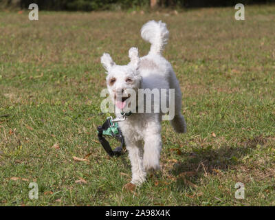 Glücklicher Hund auf der Flucht ziehen seine Leine, Prospect Park, Brooklyn, New York. Stockfoto