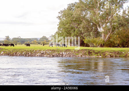 Grasende Kühe auf der Weide in ruhiger, ländlicher Lage an einem Fluss Stockfoto