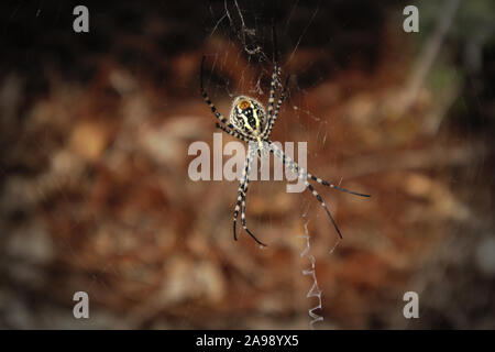 Bauch einer Spinne des Argiope trifasciata Typ (der gebänderte Kreuzspinne oder Gebändert orb weben Spider), während es in seiner Spinnennetz warten auf Stockfoto