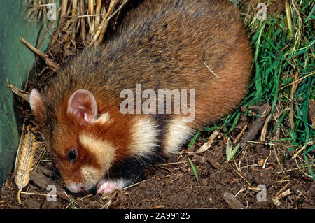 EUROPÄISCHER ODER GEWÖHNLICHER HAMSTER Cricetus cricetus close up, graben, Futter, auf der Suche nach Samen, Getreide, Hülsenfrüchte. In Mitteleuropa und Russland beheimatet. Stockfoto