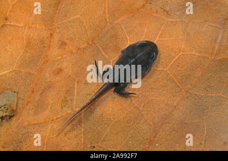 Kreuzkröte jungen Kaulquappe. (Bufo Epidalea calamita), hintere Beine, vorderen Beine noch entstehen. Dorsal stripe Anfang zu erscheinen. Stockfoto