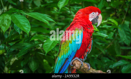 Porträt einer wunderschönen rot-grünen Ara (Lateinisch-Ara chloropterus), eine große Papageien in Zentral- und Südamerika. Stockfoto