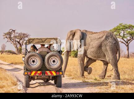 Eine enge Begegnung zwischen Mensch und Tier als männlicher afrikanischer Elefant (Loxodonta africana) mit Schlamm bedeckt, passiert vor eine Safari Fahrzeug. Stockfoto