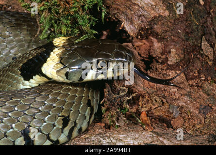 Ringelnatter (Natrix natrix Helvetica) Vew mit gespaltener Zunge, und die gelbe Halsband, runde Augen Schüler, Hilfe bei der Identifizierung der Arten. Stockfoto