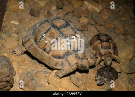 Ägyptische LANDSCHILDKRÖTE (Testudo kleinmanni). Erwachsene, zwei Jahre alt und hatchling" bedrohten Arten. Stockfoto