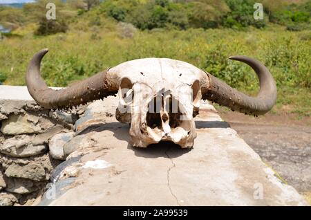 Sonne gebleicht, Wasserbüffel Schädel an der Wand in Tansania sitzen. Augen gesehen, während auf einer afrikanischen Safari. Stockfoto