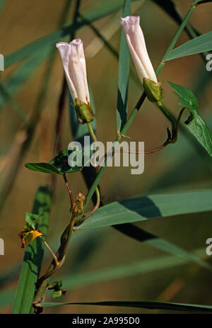 HEDGE BINDWEED Calystegia sepium zeigen gegen den Uhrzeigersinn ranken, Klettern bis Reed Stammzellen Phragmites sp. Stockfoto