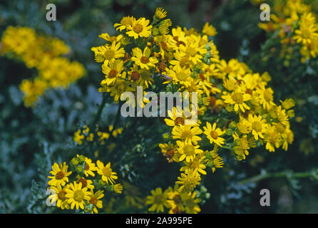 RAGWURZ in Blüte (Senecio jacobaea). Hohe gelbe Blüte, potenziell giftig in trockenem Heu, besonders für Pferde andere Nutztiere. Stockfoto