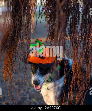 Hund verkleidet für Halloween Stockfoto