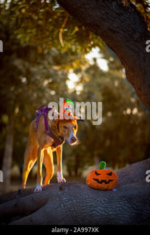 Hund verkleidet für Halloween Stockfoto