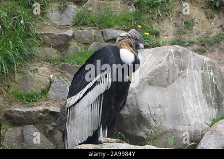 Andenkondor (Vultur gryphus), Parque Condor, Otavalo, Ecuador Stockfoto