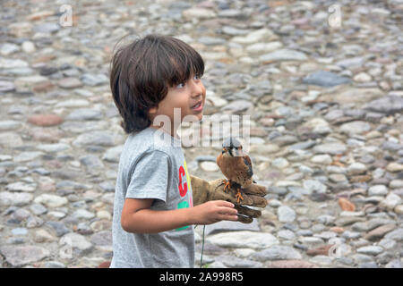 Amerikanische Turmfalke (Falco sparverius) und Freund, Parque Condor, Otavalo, Ecuador Stockfoto