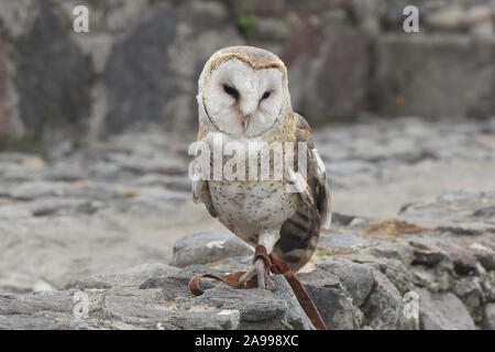 Gerettet Schleiereule (Tyto alba), Parque Condor, Otavalo, Ecuador Stockfoto