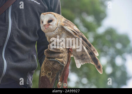 Gerettet Schleiereule (Tyto alba), Parque Condor, Otavalo, Ecuador Stockfoto