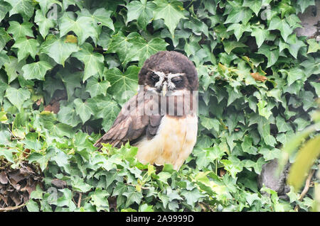 Spectacled Owl (Pulsatrix perspicillata), Parque Condor, Otavalo, Ecuador Stockfoto