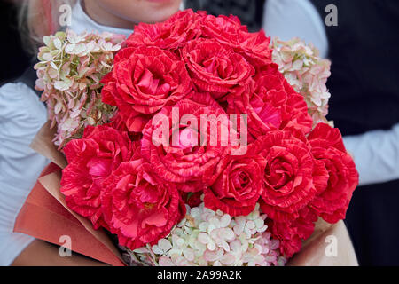 Blumenstrauß aus Rosen in den Händen eines jungen Mädchens Stockfoto
