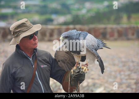 Vogel handler und rettete schwarz-chested Bussard Eagle (geranoaetus Melanoleucus), Parque Condor, Otavalo, Ecuador Stockfoto