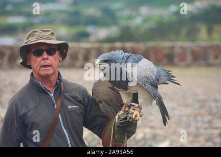 Vogel handler und rettete schwarz-chested Bussard Eagle (geranoaetus Melanoleucus), Parque Condor, Otavalo, Ecuador Stockfoto