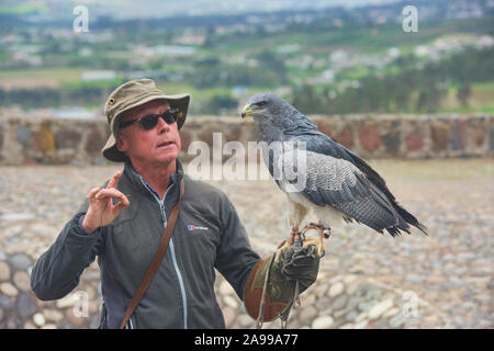 Vogel handler und rettete schwarz-chested Bussard Eagle (geranoaetus Melanoleucus), Parque Condor, Otavalo, Ecuador Stockfoto