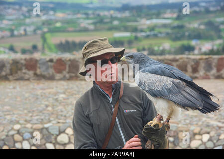 Vogel handler und rettete schwarz-chested Bussard Eagle (geranoaetus Melanoleucus), Parque Condor, Otavalo, Ecuador Stockfoto