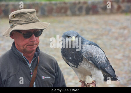 Vogel handler und rettete schwarz-chested Bussard Eagle (geranoaetus Melanoleucus), Parque Condor, Otavalo, Ecuador Stockfoto