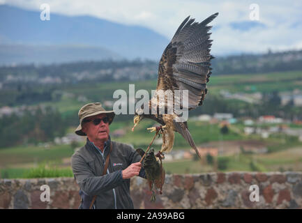 Vogel handler und rettete schwarz-chested Bussard Eagle (geranoaetus Melanoleucus), Parque Condor, Otavalo, Ecuador Stockfoto