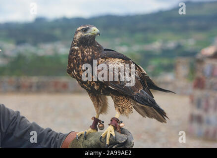 Vogel handler und rettete schwarz-chested Bussard Eagle (geranoaetus Melanoleucus), Parque Condor, Otavalo, Ecuador Stockfoto