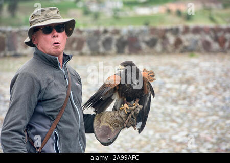 Die Geretteten Harris Hawk (Parabuteo unicinctus) und handler, Parque Condor, Otavalo, Ecuador Stockfoto